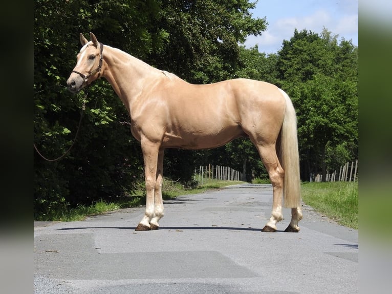 Westphalien Hongre 7 Ans 172 cm Palomino in Verl
