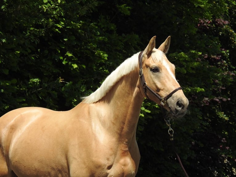 Westphalien Hongre 7 Ans 172 cm Palomino in Verl