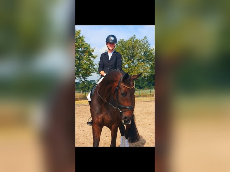 Westphalien Hongre 7 Ans 173 cm Bai brun in Ostbevern