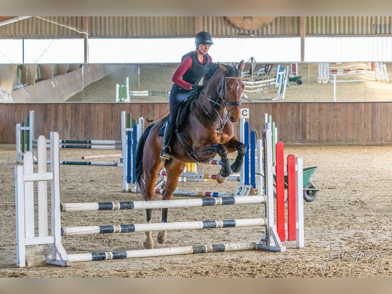Westphalien Hongre 7 Ans 173 cm Bai in Wuppertal