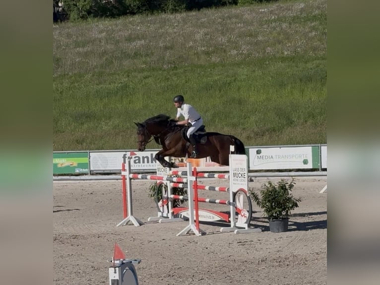Westphalien Hongre 7 Ans 173 cm Bai in Adelebsen