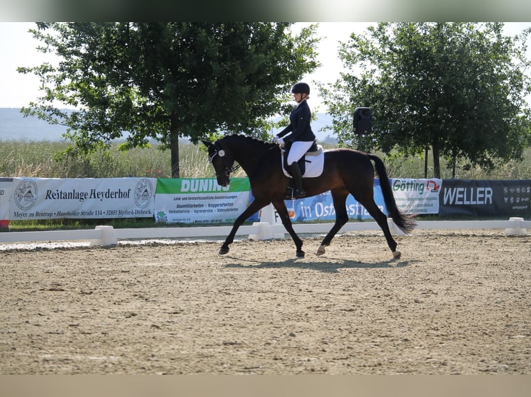 Westphalien Hongre 7 Ans 174 cm Bai brun in Porta Westfalica