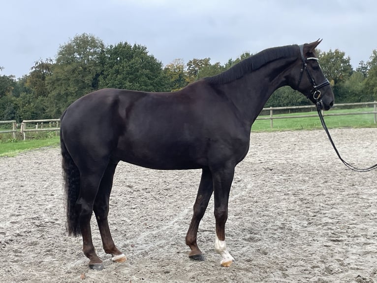 Westphalien Hongre 7 Ans 175 cm Alezan brûlé in Ibbenbüren