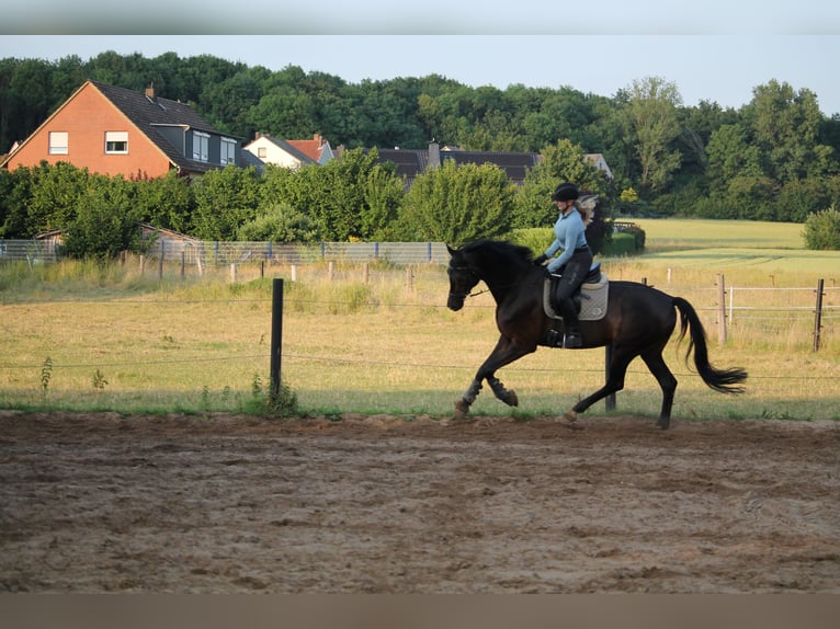 Westphalien Hongre 7 Ans 175 cm Bai brun in Porta WestfalicaPorta Westfalica