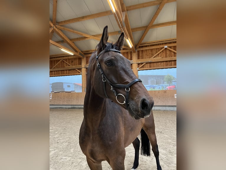 Westphalien Hongre 7 Ans 175 cm Bai in Wilhelmsdorf