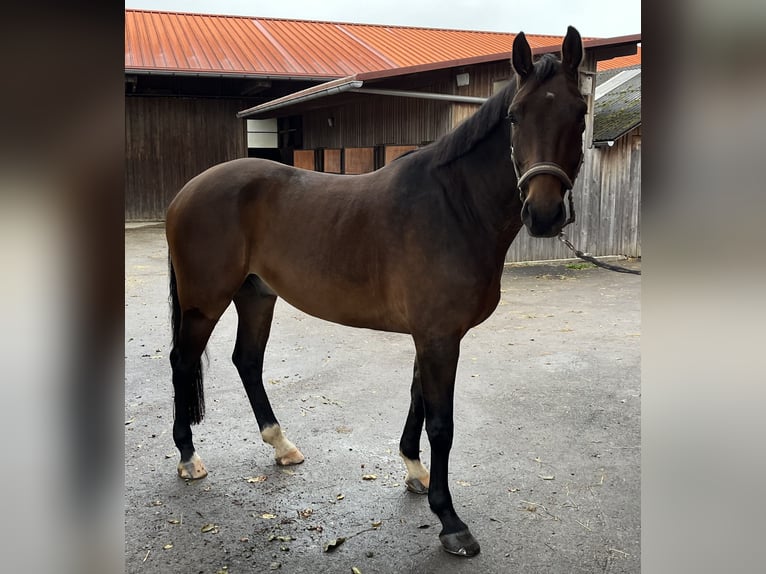 Westphalien Hongre 7 Ans 175 cm Bai in Wilhelmsdorf