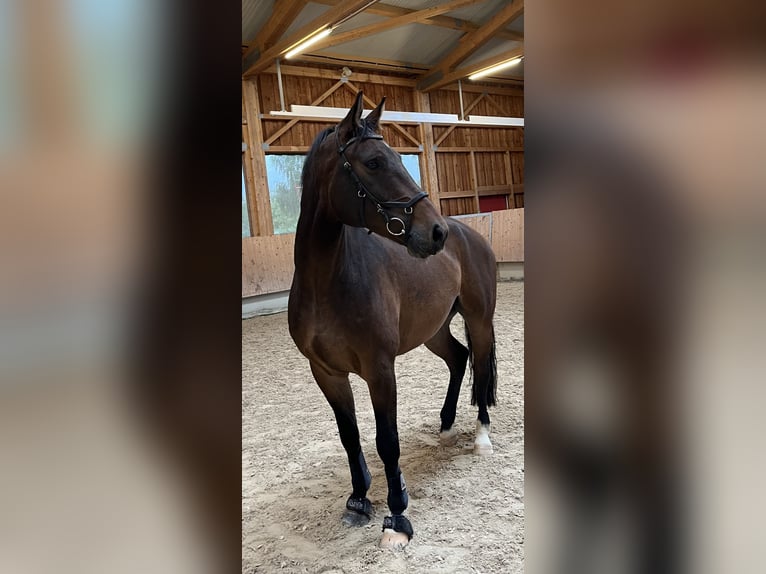 Westphalien Hongre 7 Ans 175 cm Bai in Wilhelmsdorf