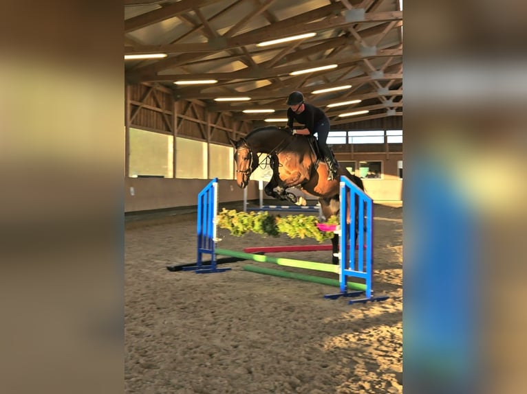 Westphalien Hongre 7 Ans 175 cm Bai in Wilhelmsdorf