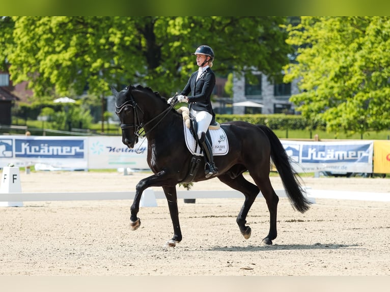 Westphalien Hongre 7 Ans 175 cm Noir in Münster