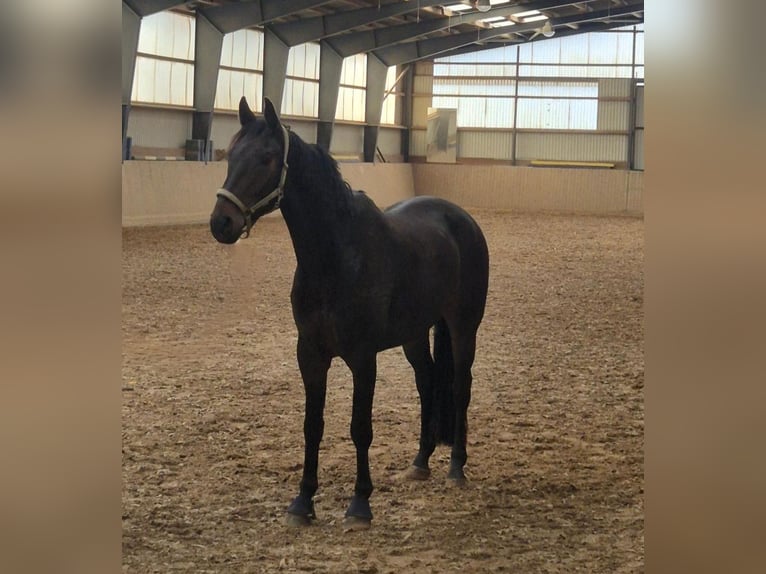 Westphalien Hongre 7 Ans 176 cm Bai brun in Einbeck