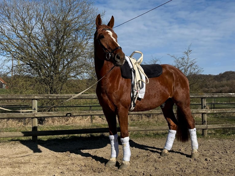 Westphalien Hongre 7 Ans 180 cm Alezan in Wadersloh