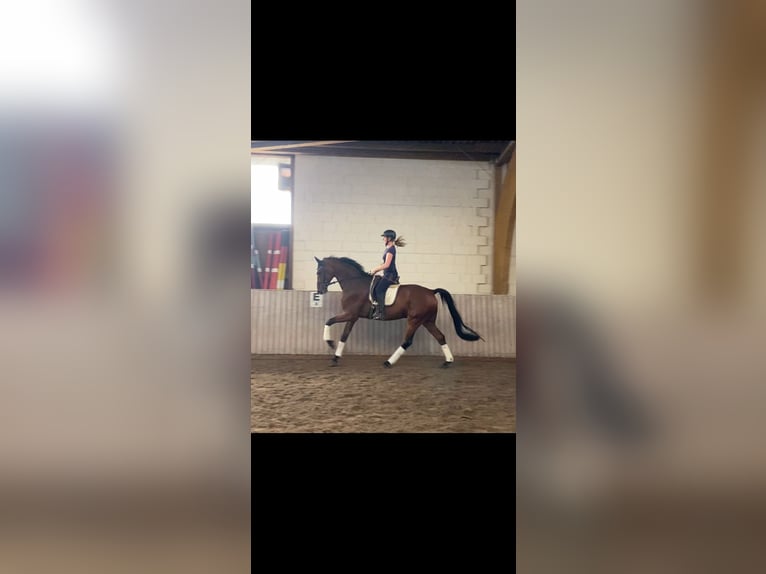 Westphalien Hongre 7 Ans 183 cm Bai in Schenklengsfeld