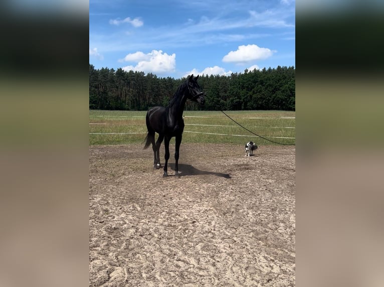 Westphalien Hongre 7 Ans 183 cm Noir in Schmachtenhagen