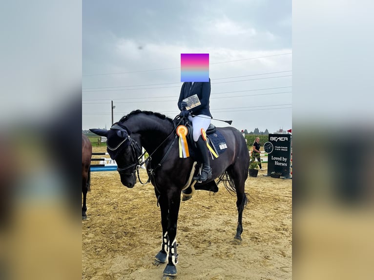 Westphalien Hongre 7 Ans Noir in Blankenheim