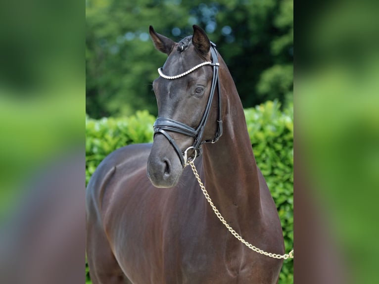 Westphalien Hongre 7 Ans Noir in Blankenheim