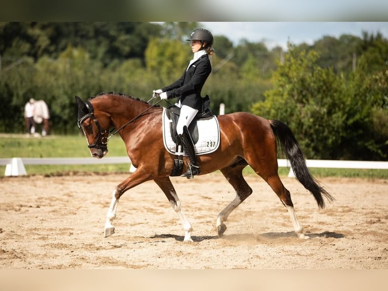 Westphalien Hongre 8 Ans 143 cm Bai in Haftenkamp
