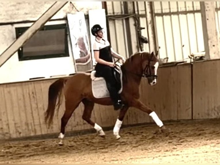 Westphalien Hongre 8 Ans 150 cm Alezan in Wien, Leopoldstadt