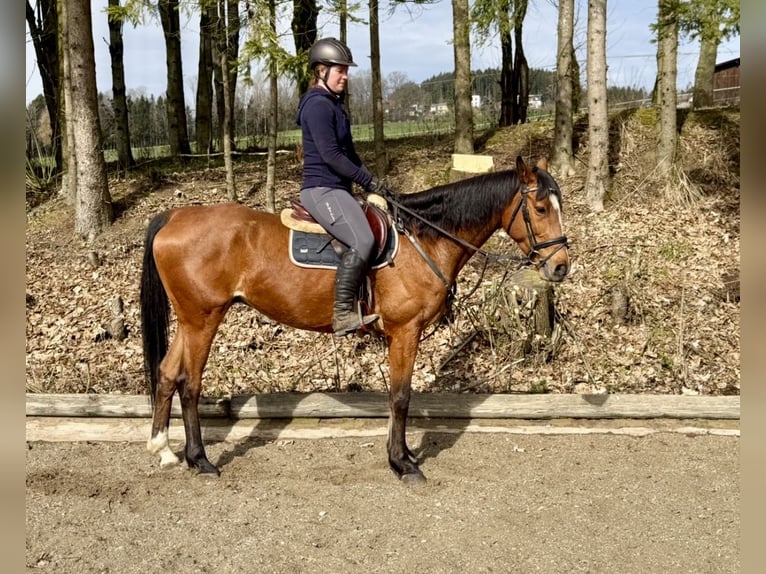 Westphalien Hongre 8 Ans 162 cm Bai brun in Altenberg