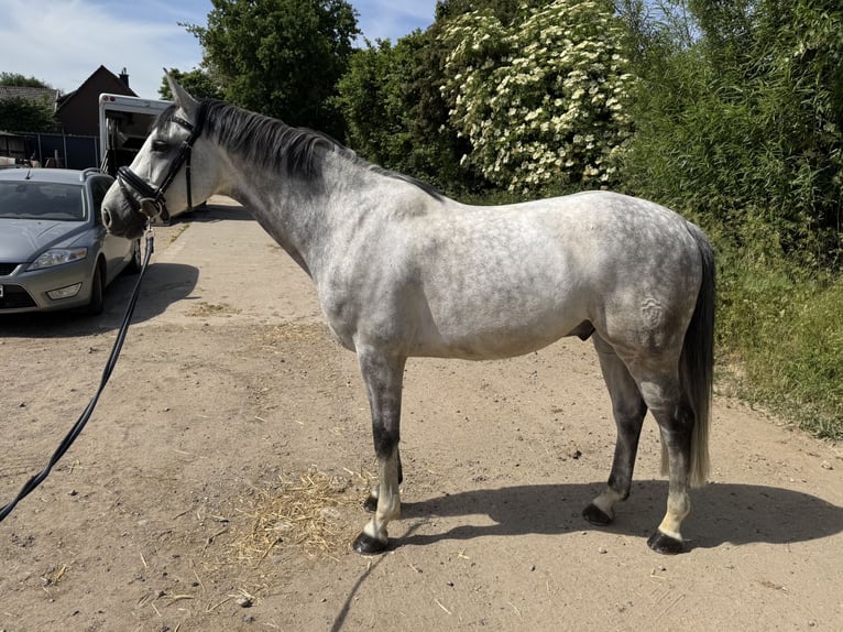 Westphalien Hongre 8 Ans 163 cm Gris pommelé in Grevenbroich