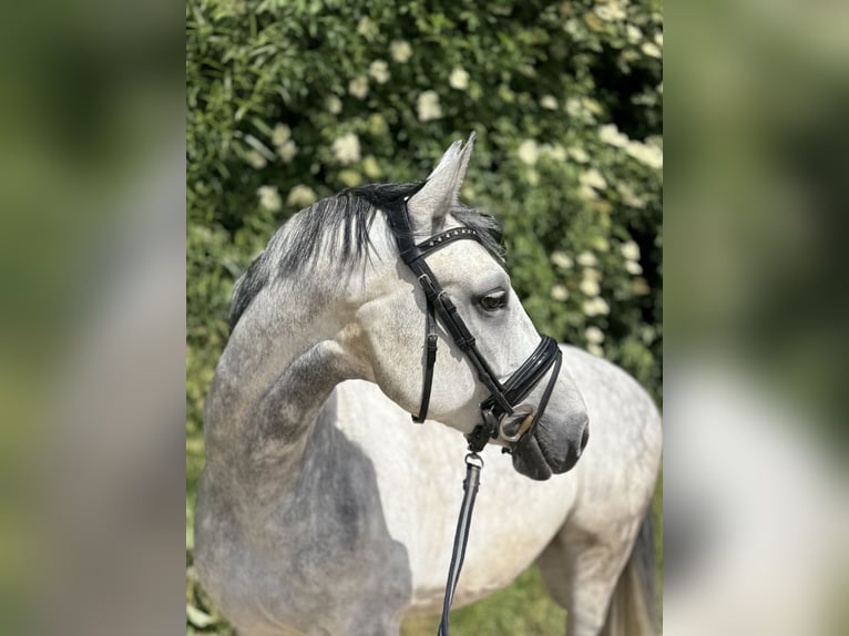 Westphalien Hongre 8 Ans 163 cm Gris pommelé in Grevenbroich