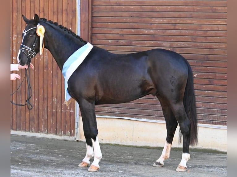 Westphalien Hongre 8 Ans 164 cm Noir in Ottenbach