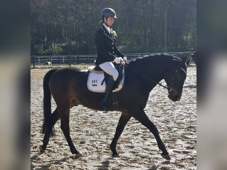 Westphalien Hongre 8 Ans 165 cm Bai brun in Tecklenburg