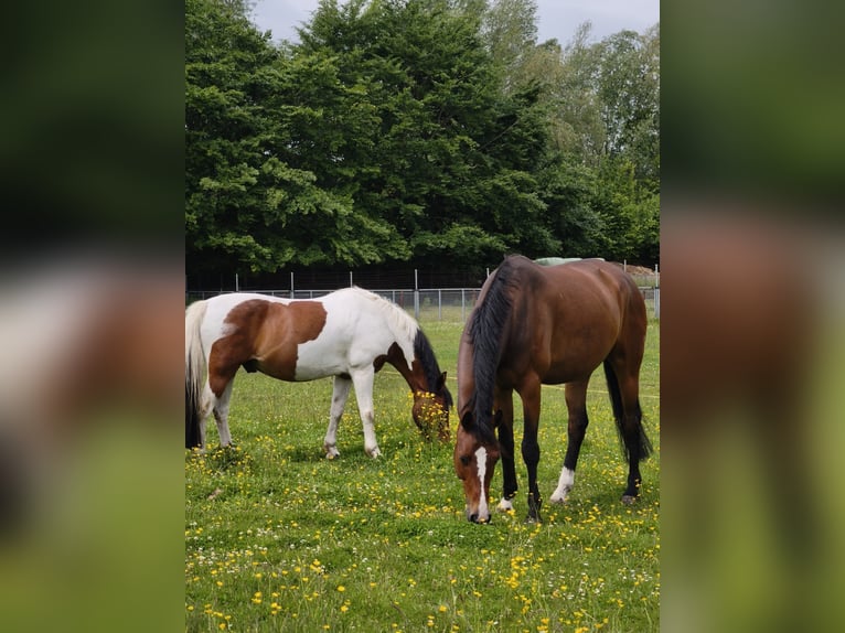 Westphalien Hongre 8 Ans 165 cm Bai in PapenburgPapenburg