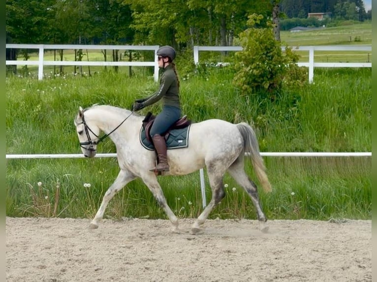 Westphalien Hongre 8 Ans 165 cm Gris in Davidschlag