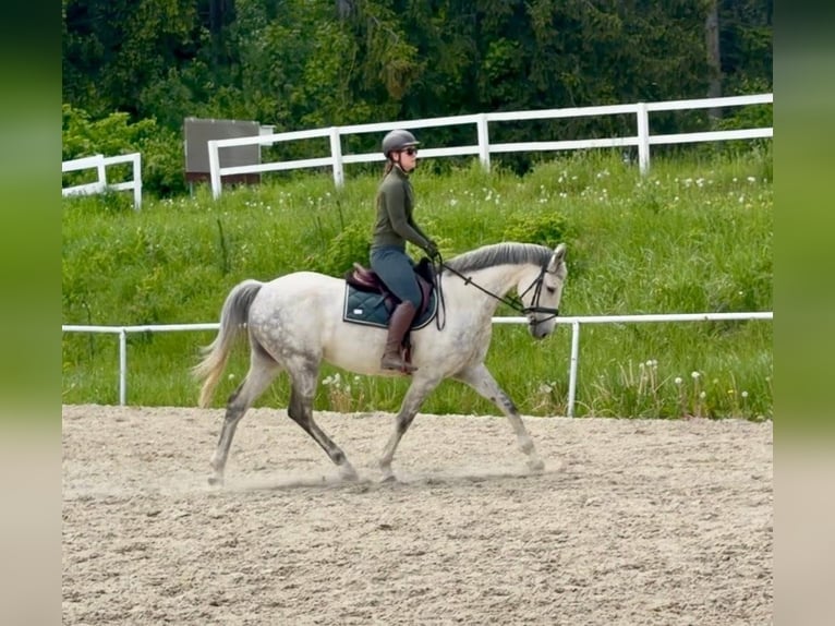 Westphalien Hongre 8 Ans 165 cm Gris in Davidschlag