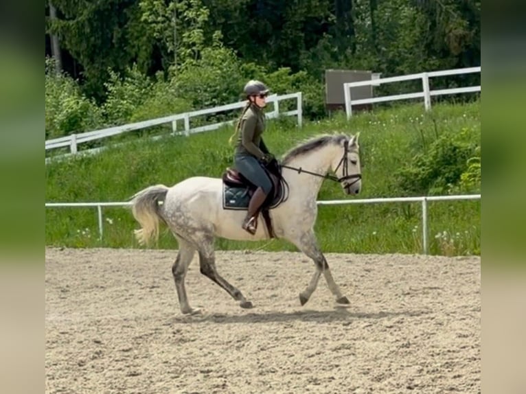 Westphalien Hongre 8 Ans 165 cm Gris in Davidschlag