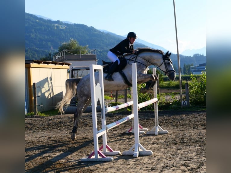 Westphalien Hongre 8 Ans 165 cm Gris in Aldrans