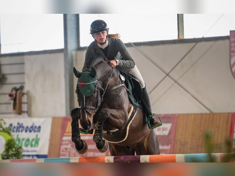 Westphalien Hongre 8 Ans 166 cm Bai brun foncé in Lienenienen