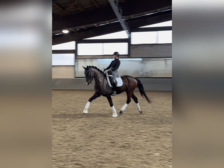 Westphalien Hongre 8 Ans 167 cm Bai brun in Langen
