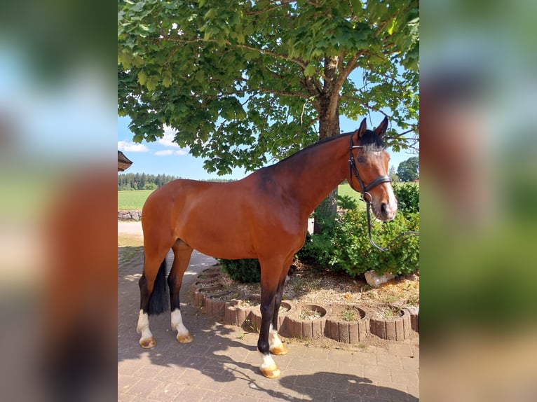Westphalien Hongre 8 Ans 167 cm Bai in Königsfeld im Schwarzwald