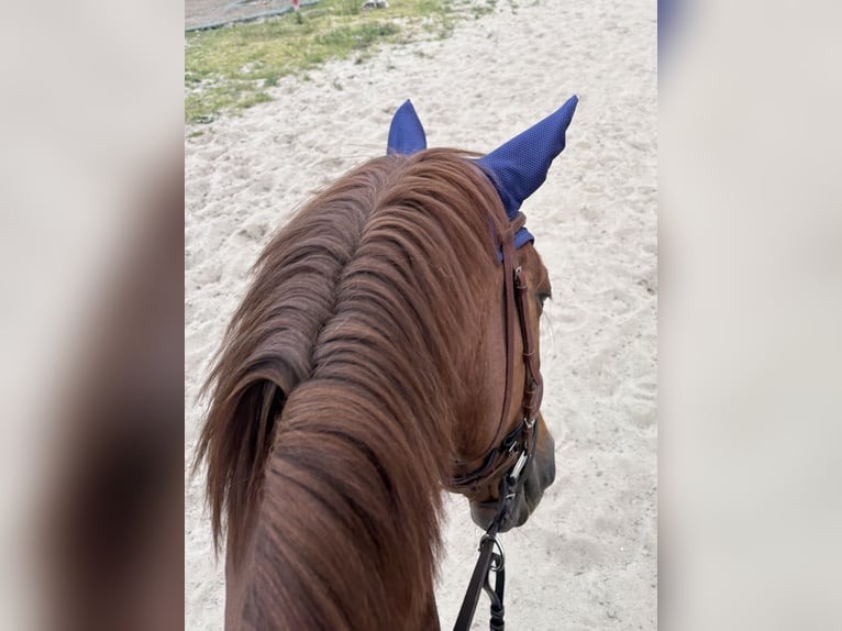 Westphalien Hongre 8 Ans 168 cm Alezan brûlé in Uetze