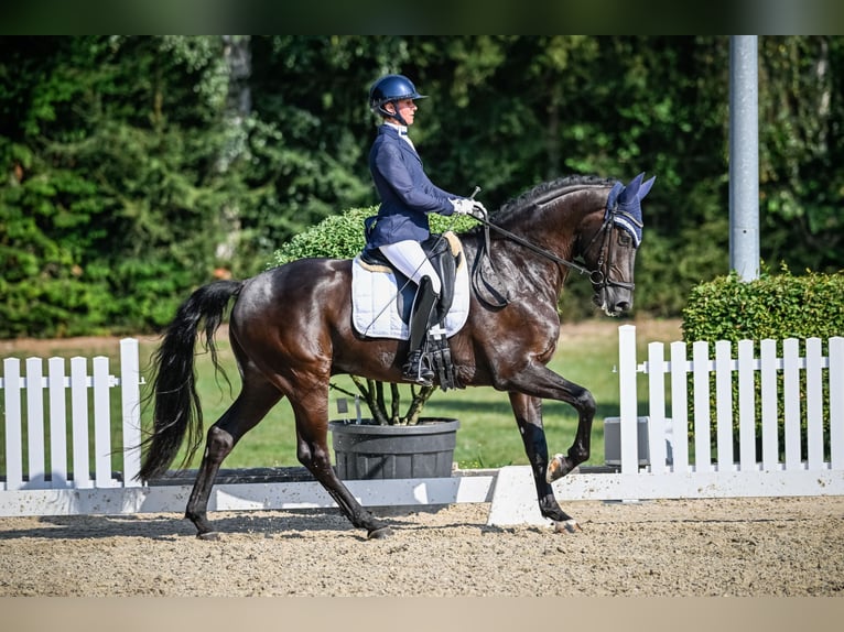 Westphalien Hongre 8 Ans 168 cm Bai brun foncé in Frauenfeld Westphalien Hongre 8 Ans 168 cm Bai brun foncé in Frauenfeld