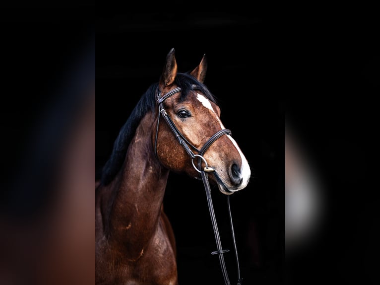 Westphalien Hongre 8 Ans 168 cm Bai in Glandorf