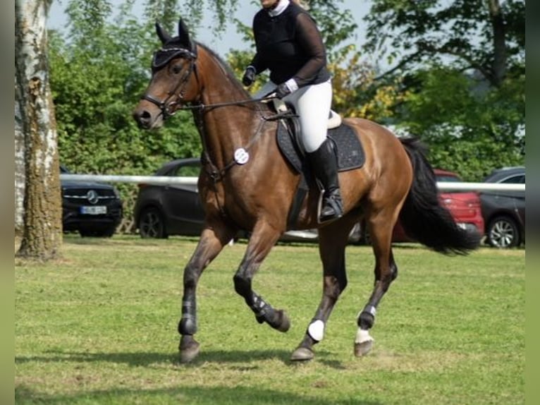 Westphalien Hongre 8 Ans 168 cm Bai in Oberkotzau