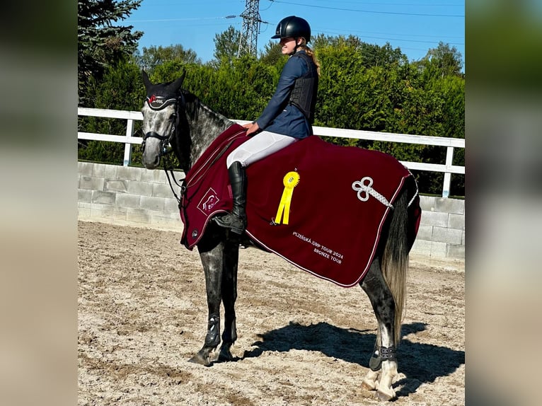 Westphalien Hongre 8 Ans 168 cm Gris in Hunčice
