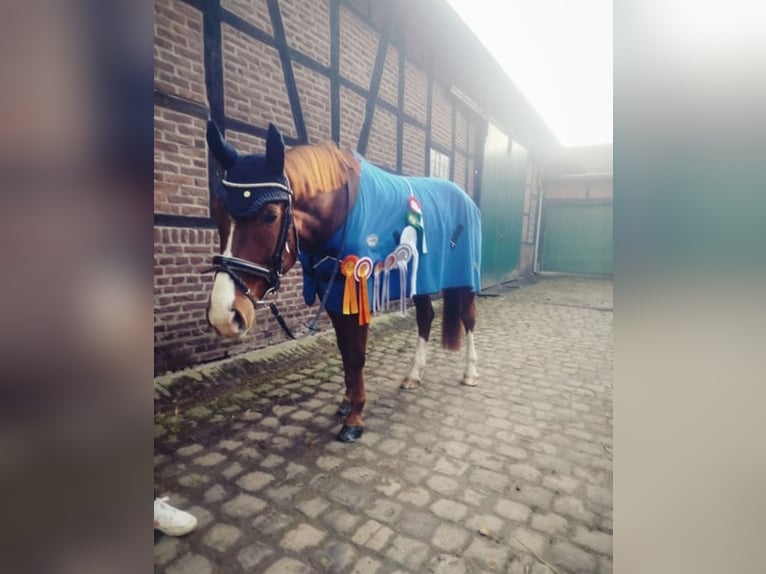 Westphalien Hongre 8 Ans 170 cm Alezan brûlé in Essen