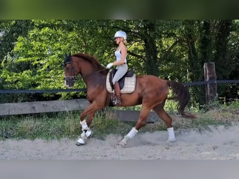 Westphalien Hongre 8 Ans 170 cm Alezan brûlé in Essen
