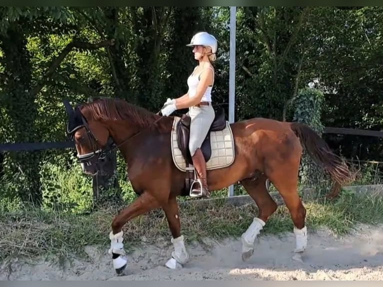 Westphalien Hongre 8 Ans 170 cm Alezan brûlé in Essen