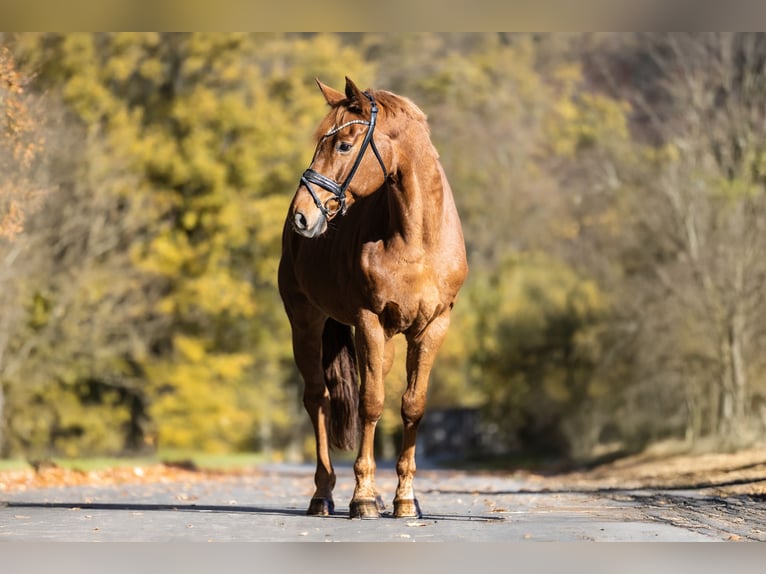 Westphalien Hongre 8 Ans 170 cm Alezan in Windhagen