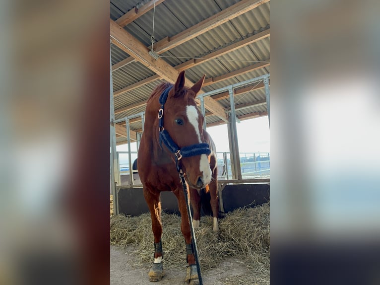 Westphalien Hongre 8 Ans 170 cm Alezan in Sinzig