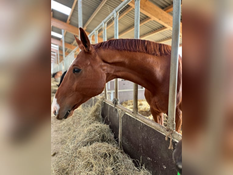 Westphalien Hongre 8 Ans 170 cm Alezan in Sinzig