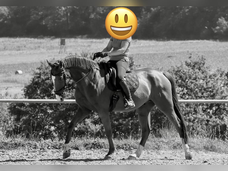 Westphalien Hongre 8 Ans 170 cm Alezan in Sinzig