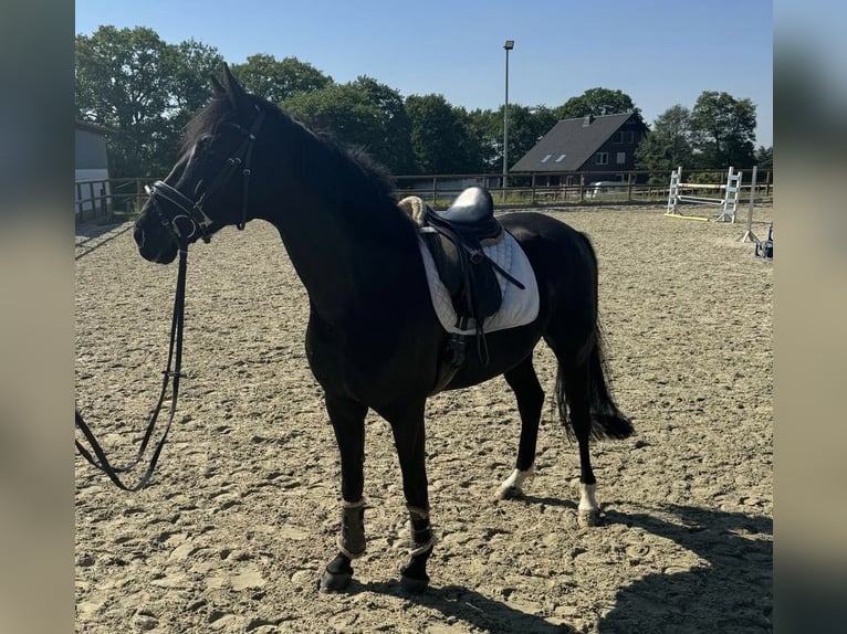 Westphalien Hongre 8 Ans 170 cm Bai brun in Warmsen