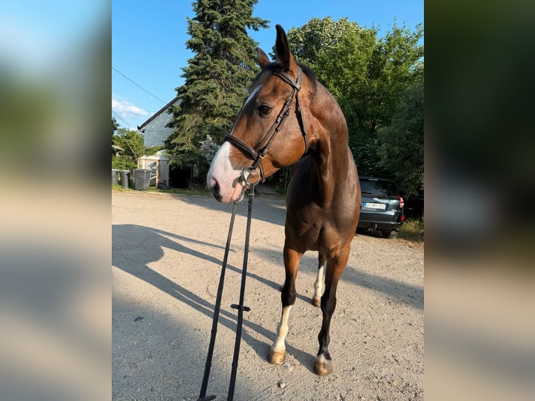 Westphalien Hongre 8 Ans 170 cm Bai in Loipersbach im Burgenland
