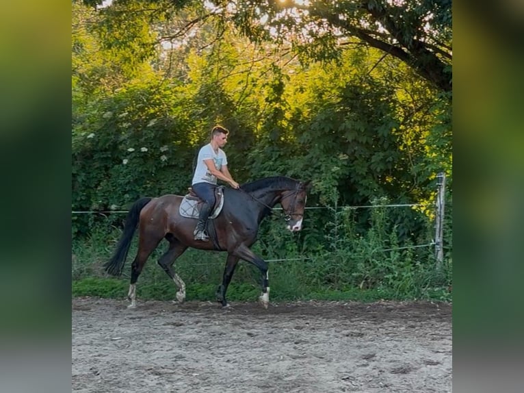 Westphalien Hongre 8 Ans 170 cm Bai in Loipersbach im Burgenland