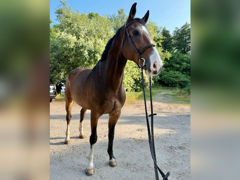 Westphalien Hongre 8 Ans 170 cm Bai in Loipersbach im Burgenland